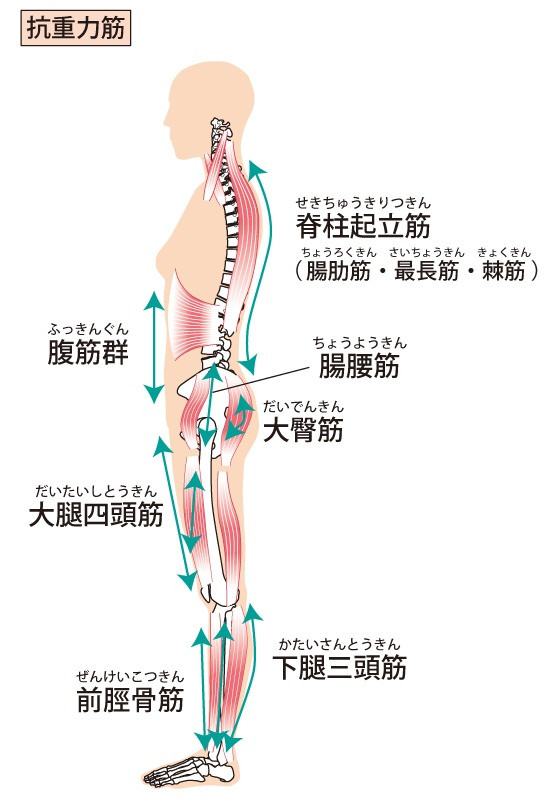 草加市のしげの鍼灸院・接骨院｜腰の痛みに関係する筋肉